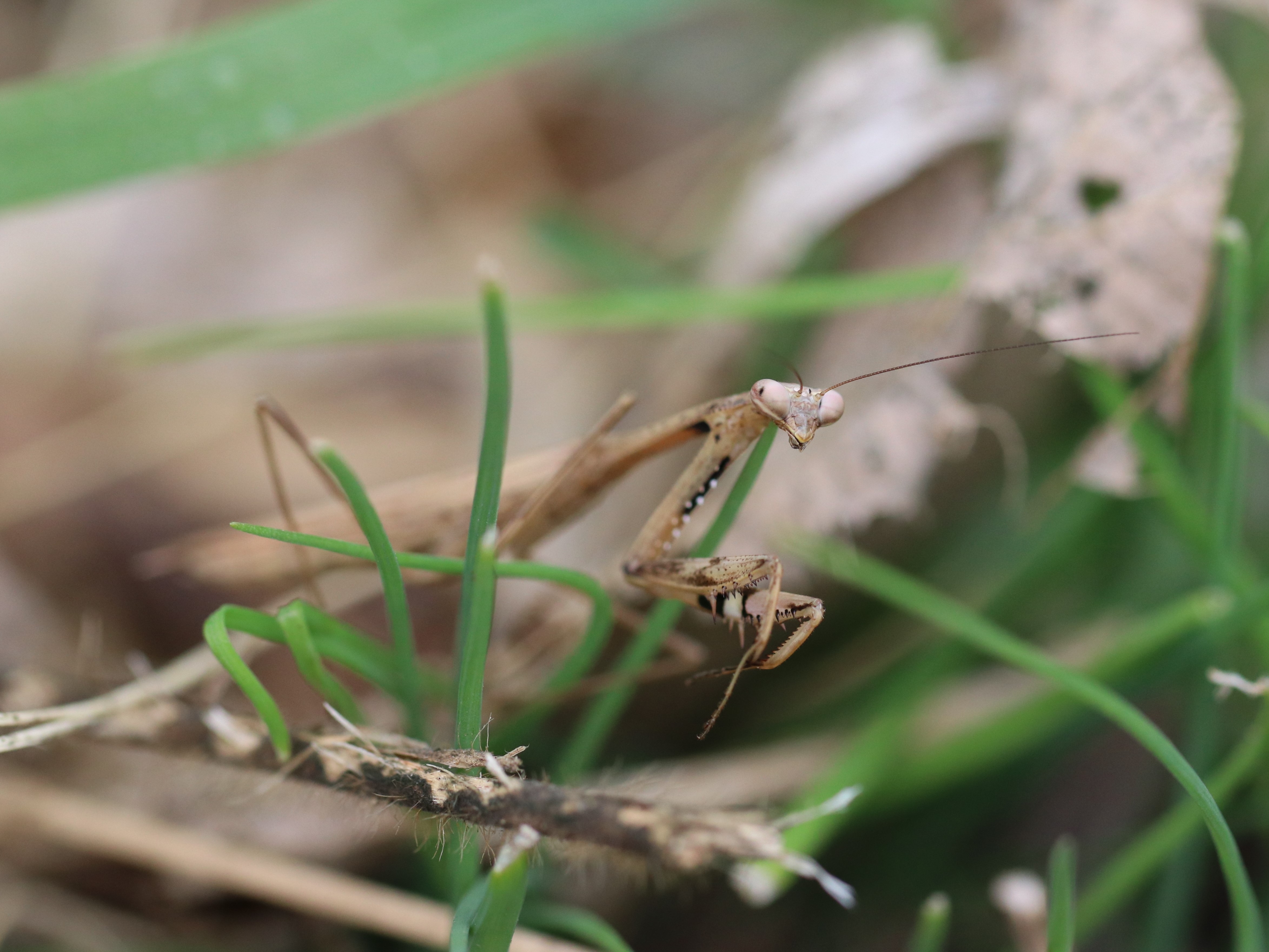 コカマキリ